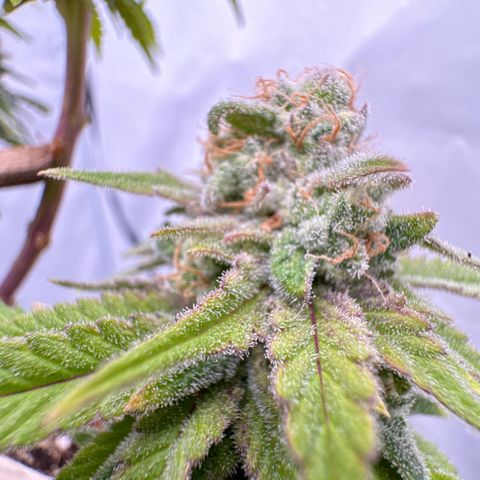 Wedding Cheesecake growlog timeline photo