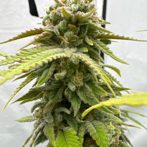 Wedding Cheesecake growlog timeline photo