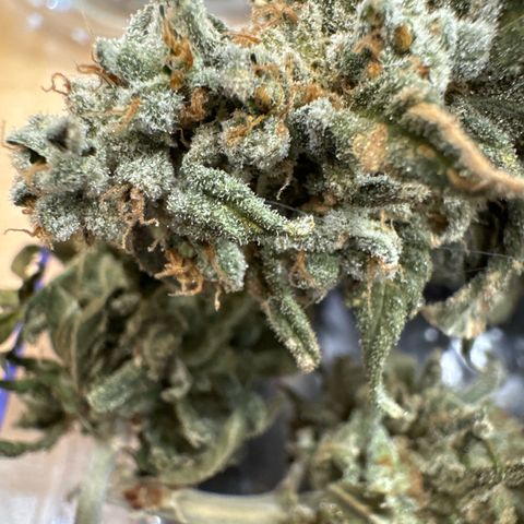 SexBud growlog timeline photo