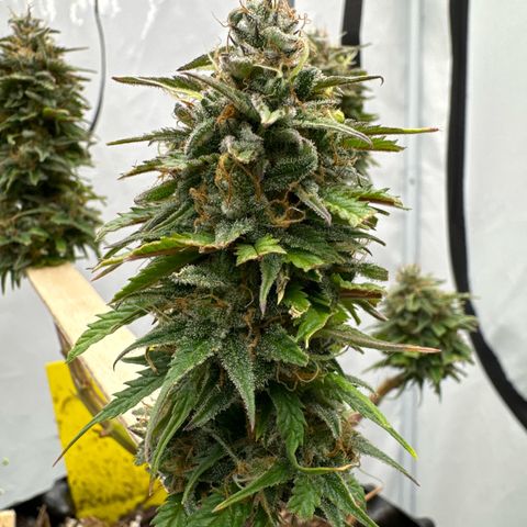 👍 Joey 4 RIP Enharda Rum  growlog timeline photo