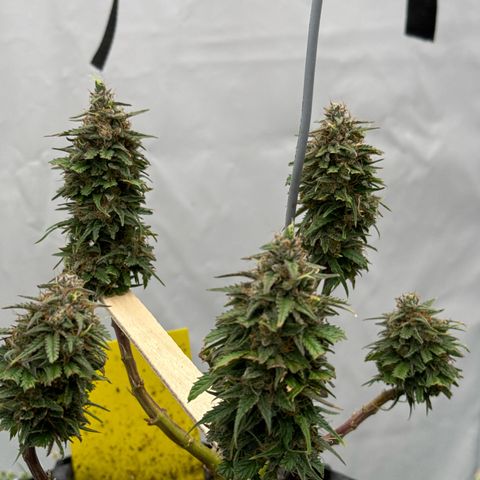 👍 Joey 4 RIP Enharda Rum  growlog timeline photo