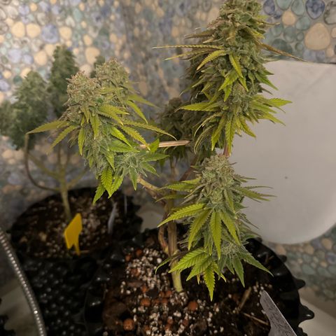 SexBud growlog photo:  Jetzt werden sie die restlichen 2,3 Tage noch mit der Brause gespült und dann is gut .