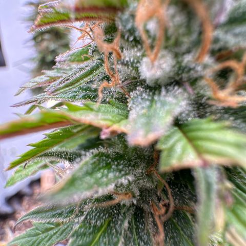 👍 Joey 4 RIP Enharda Rum  growlog timeline photo