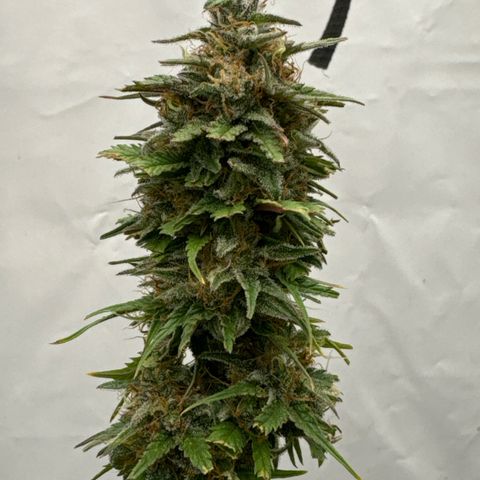 👍 Joey 4 RIP Enharda Rum  growlog timeline photo