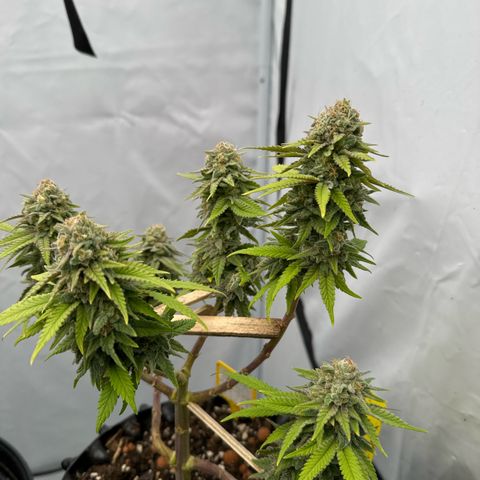 Wedding Cheesecake growlog timeline photo