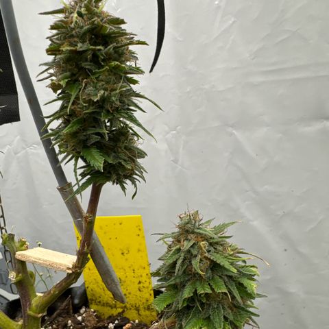 👍 Joey 4 RIP Enharda Rum  growlog timeline photo