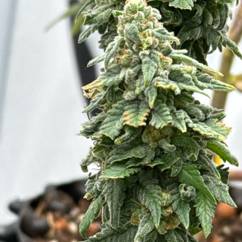 SexBud growlog timeline photo