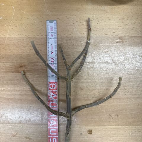 Wedding Cheesecake growlog timeline photo