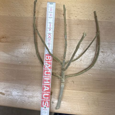 SexBud growlog timeline photo