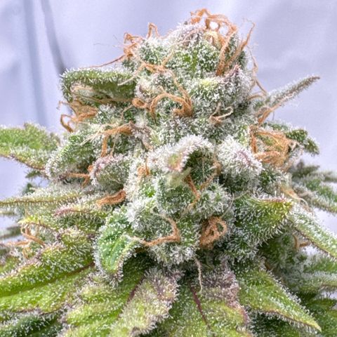 Wedding Cheesecake growlog timeline photo