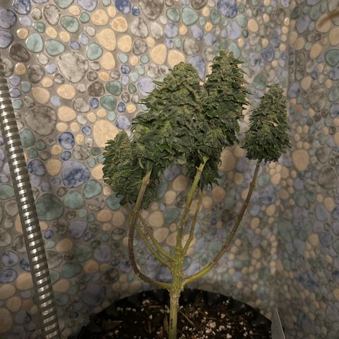 SexBud growlog photo:  Jetzt werden sie die restlichen 2,3 Tage noch mit der Brause gespült und dann is gut .
