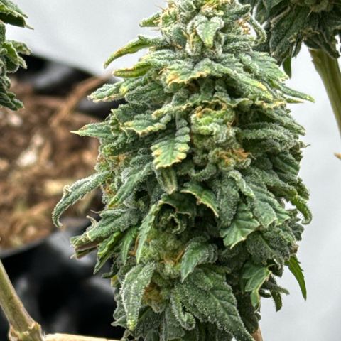 SexBud growlog timeline photo