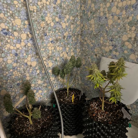 SexBud growlog photo:  Jetzt werden sie die restlichen 2,3 Tage noch mit der Brause gespült und dann is gut .