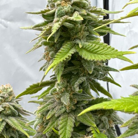 Wedding Cheesecake growlog timeline photo