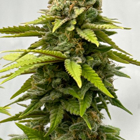Wedding Cheesecake growlog timeline photo