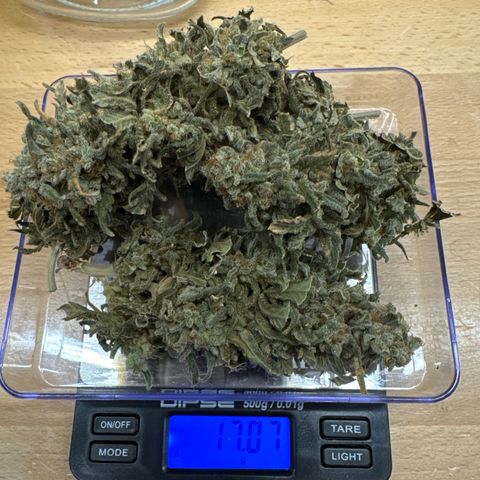 SexBud growlog photo:  Halb feucht mit wirklich dicken Mit Stängeln schätze ich zwischen 10 und 12 g. 