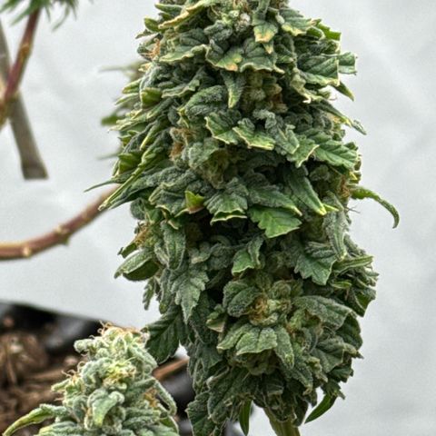 SexBud growlog timeline photo
