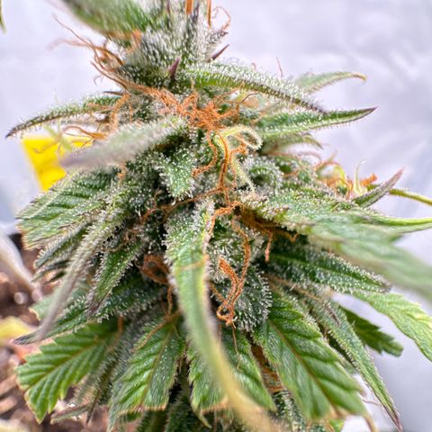 👍 Joey 4 RIP Enharda Rum  growlog timeline photo
