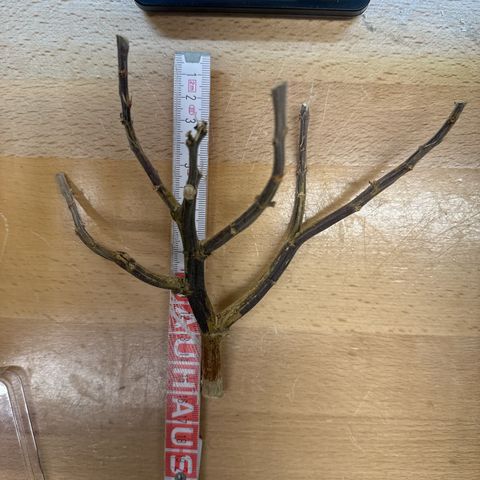 👍 Joey 4 RIP Enharda Rum  growlog timeline photo
