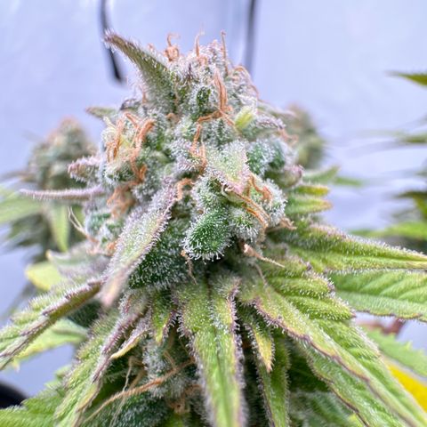 Wedding Cheesecake growlog timeline photo
