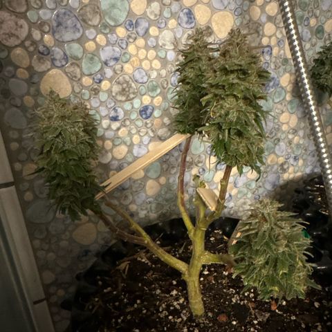 SexBud growlog photo:  Jetzt werden sie die restlichen 2,3 Tage noch mit der Brause gespült und dann is gut .