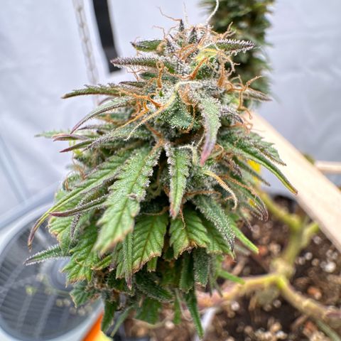 👍 Joey 4 RIP Enharda Rum  growlog timeline photo