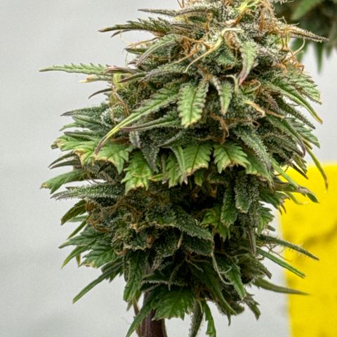 👍 Joey 4 RIP Enharda Rum  growlog timeline photo