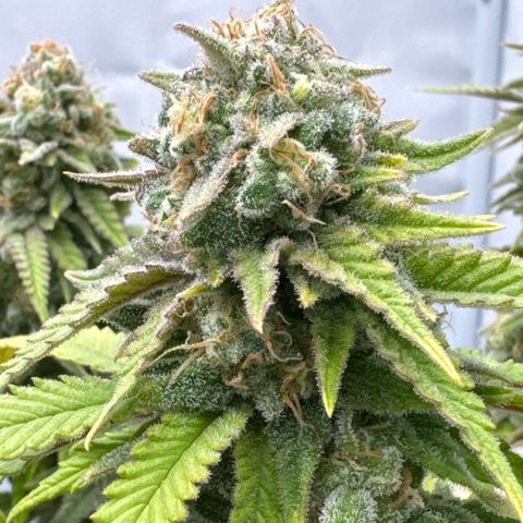Wedding Cheesecake growlog timeline photo