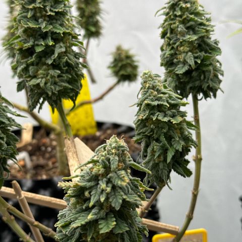 SexBud growlog timeline photo
