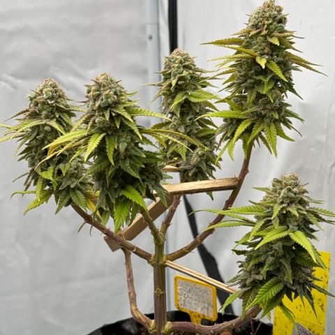Wedding Cheesecake growlog timeline photo