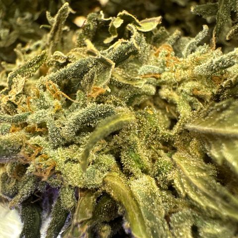 SexBud growlog timeline photo