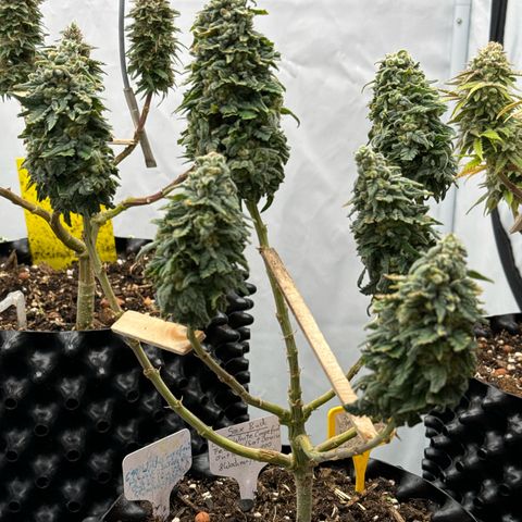 SexBud growlog timeline photo