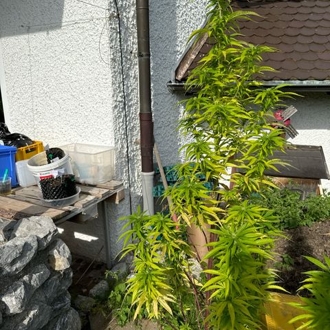 Shining Silver Haze growlog photo:  Ist jetzt in einer von circa 130cm