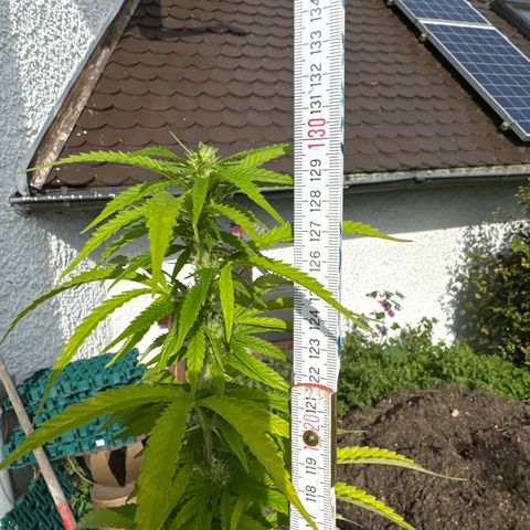 Shining Silver Haze growlog photo:  Ist jetzt in einer von circa 130cm
