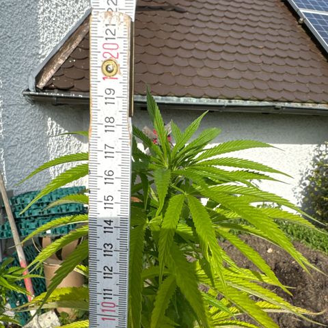 Northern Lights growlog photo:  Sind jetzt circa in einer Höhe von 120 cm