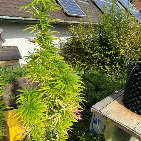 Northern Lights growlog photo:  Sind jetzt circa in einer Höhe von 120 cm