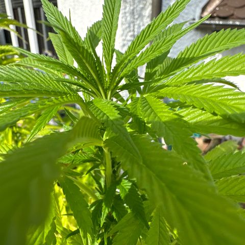 Northern Lights growlog timeline photo