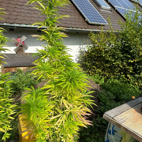 Northern Lights growlog photo:  Sind jetzt circa in einer Höhe von 120 cm