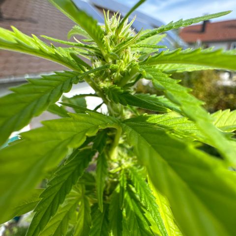 Shining Silver Haze growlog timeline photo