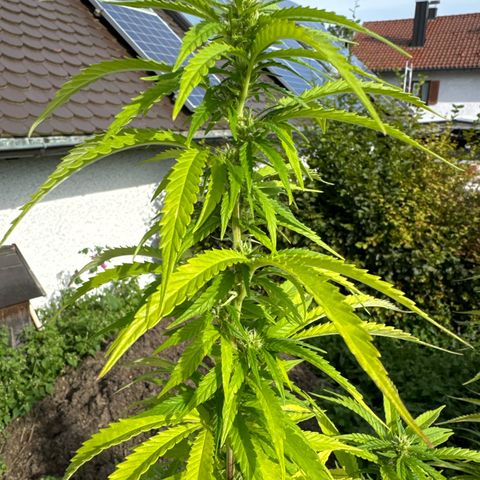 Shining Silver Haze growlog timeline photo