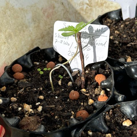 Sensi Skunk growlog photo:  leicht geformt