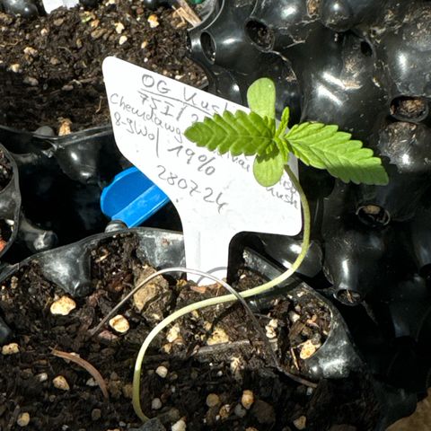 OG Kush growlog photo:  Leicht geformt