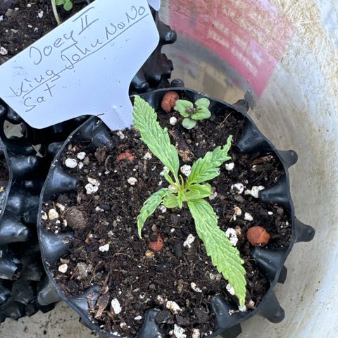Joey King John  #2 Nono  growlog timeline photo