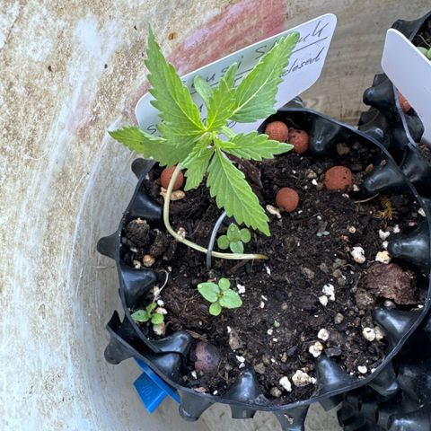 Sensi Skunk growlog timeline photo