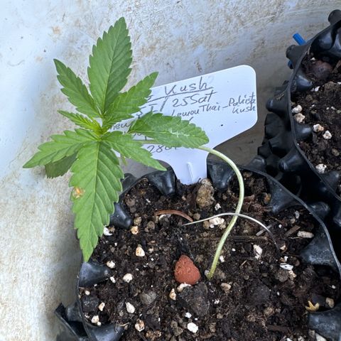 OG Kush growlog timeline photo