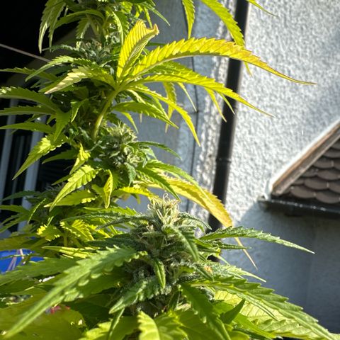Shining Silver Haze growlog timeline photo