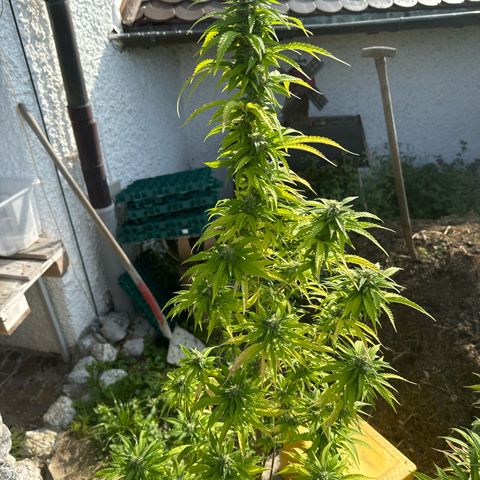 Shining Silver Haze growlog timeline photo
