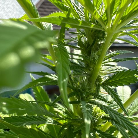 Northern Lights growlog timeline photo