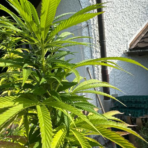 Northern Lights growlog timeline photo