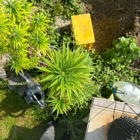 Northern Lights growlog timeline photo